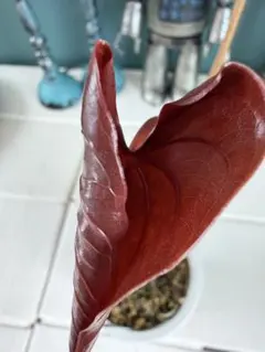 Anthurium nigrolaminum 'Gigi' アンスリウム - メルカリ