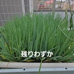 2026年最新】わけぎ苗の人気アイテム - メルカリ