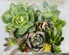 多肉植物　エケベリア　韓国苗　カット苗　寄せ植えセット　詰め合わせ　ワンコイン