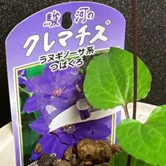 5/30クレマチス【ツバクロ】開花株　ポット毎発送のサムネイル