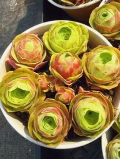 7種セット　美苗　グリーノビア　アエオニウム　多肉植物のサムネイル