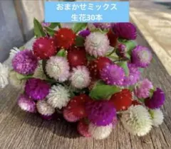 千日紅生花　フレッシュ　おまかせミックス　30本のサムネイル