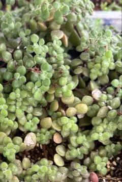 ブロウメアナ 多肉植物　抜き苗　カット苗