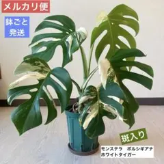 モンステラデリシオーサシエラナオアハカ増殖株大株美葉個体レア57