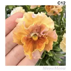 hanako様 リクエスト 2点 まとめ商品