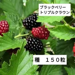 トリプルクラウン ポットごと 取り木苗 現品 - メルカリ