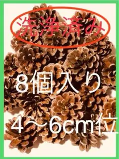 ❤️松ぼっくり❤️45 8個入り4〜6cm位