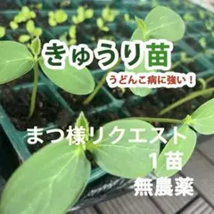 苗】無農薬 きゅうり 2苗 うどんこ病に強い、カーテン、多収穫、家庭 