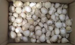 和歌山県産ジャンボにんにく（バラ） 10kg - メルカリ