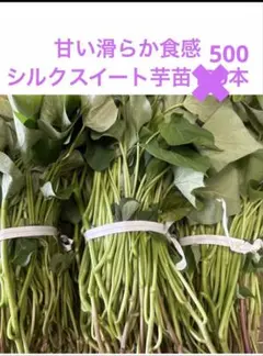 シルクスイート　700本　新鮮さつまいも苗　無農薬 シルクスイート 700本 新鮮さつまいも苗 無農薬 - メルカリ