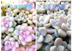 だるま秀麗とだるま姫秀麗セットのサムネイル