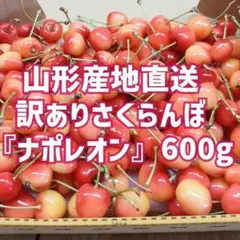 訳ありご家庭用さくらんぼ「ナポレオン」バラ詰め600g山形直送のサムネイル