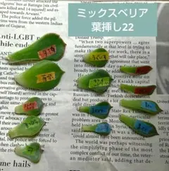 2025年最新】青鬼 多肉の人気アイテム - メルカリ