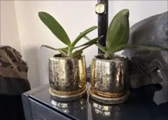 植木鉢ゴールドペア、シルバーペア4点セット♡