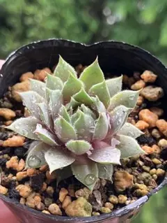 センペルクレージつばささん命名 夕 波 Sempervivum センペル - メルカリ