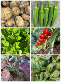野菜 詰め合わせ お試しセット 新鮮野菜のサムネイル