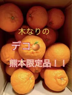熊本特産　木なりのデコ(品種:肥の豊　デコポン) 5キロのサムネイル