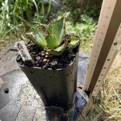 アガベ　覇王竜のサムネイル