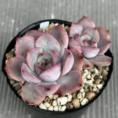 きりん様 リクエスト 2点 まとめ商品