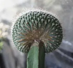 み*ん様 菊水綴化 国内実生 鉢植え メルカリ便送料込み 2026年最新】菊水綴化の人気アイテム - メルカリ