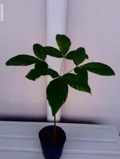 fujiさん様 リクエスト 2点 まとめ商品（トチノキとサルスベリの苗）