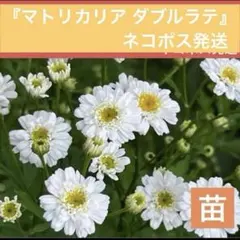 2026年最新】マトリカリア ダブルラテ 苗の人気アイテム - メルカリ