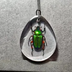 2025年最新】ハナムグリ標本の人気アイテム - メルカリ