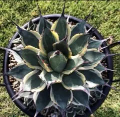 2025年最新】吉祥天錦の人気アイテム - メルカリ