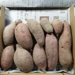 国産　農薬不使用　安納芋　サツマイモ　⑦