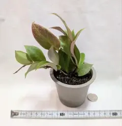 ホヤ　オブスクラ