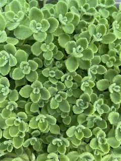 多肉植物 アロマティカス カット苗‪✂︎‬のサムネイル