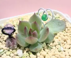 ブラックバラさんの葉挿しちゃんです♡♡ 可愛い～～♡♡オマケちゃんもつきます