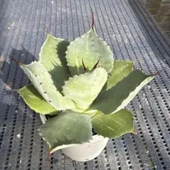 2026年最新】ポタトラムの人気アイテム - メルカリ