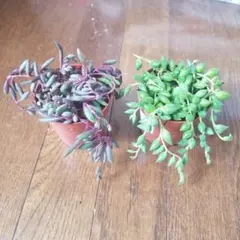 ク*ロ様 ネックレス 多肉植物 グリーンネックレス ルビーネックレス セット