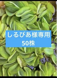 しるびあ様専用　無農薬　オオサンショウモ　50株　水草　浮き草
