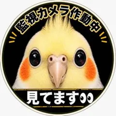 オカメインコ、目がレンズ監視シールのサムネイル