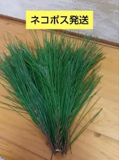 Item thumbnail for item 67eeb559-fe23-4e6a-859b-0e5d24471f44