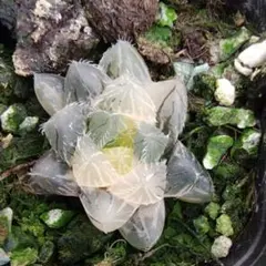 Top【選抜株】多肉植物 19935姬玉露錦 10個 鉢無し/脱土 - メルカリ