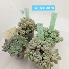 専用 大量苗❣️コルリ❣️くもも❣️ゆらら❣️ももも❣️ネコポス送料込