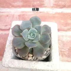 桃華 多肉 エケベリア 錦玉園さんのサムネイル