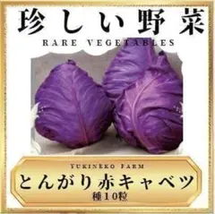 【珍しい野菜の種】赤とんがりキャベツ 種10粒 赤シュピッツコール