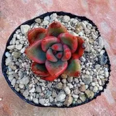 ゆみこふ様 リクエスト 3点 まとめ商品