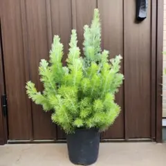 ボリューム苗　アデナンサス　ウーリーブッシュ　鉢植え　大苗のサムネイル