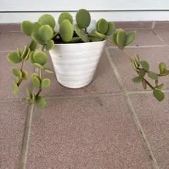 ❤️人気観葉植物❤️】ぺぺロミア ホープ ポットごと発送‼️ - メルカリ
