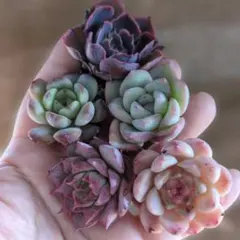 アンモコ様 リクエスト 2点 まとめ商品