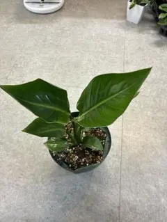 斑入り　オーガスタ　H70cm ストレリチア：オーガスタ（斑入り）6号鉢入り の通販 | 園芸ネット