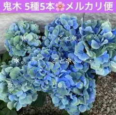 2026年最新】あじさいの人気アイテム - メルカリ