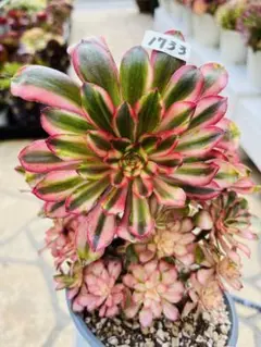 Mariri様 リクエスト 2点 まとめ商品　＋速達便