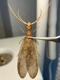 昆虫　標本　オオキバヘビトンボ　胸部に模様のある種類　125mm 昆虫 標本 オオキバヘビトンボ 胸部に模様のある種類 125mm - メルカリ