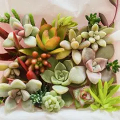 ⑤寄せ植えセット カット苗 詰め合わせ 多肉植物